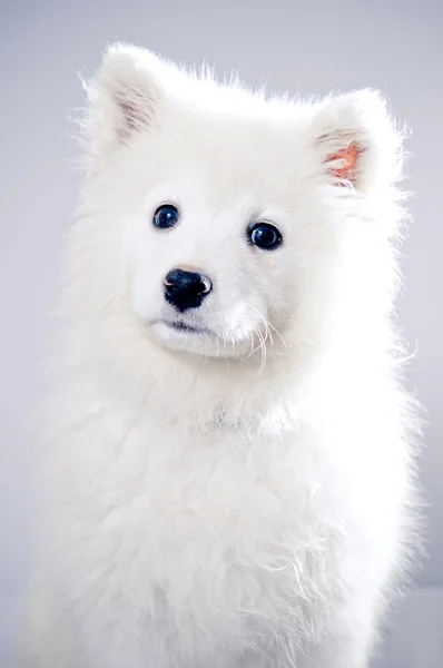 Ung samojed hund — Stockfoto