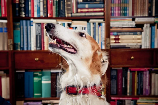 Greyhound köpek — Stok fotoğraf
