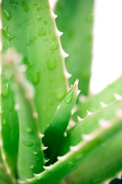 aloe vera