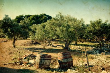 Olive trees clipart