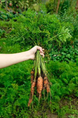 Organic carrots clipart