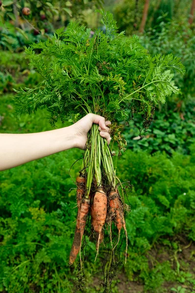 Bio-Karotten — Stockfoto