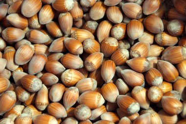 Hazelnuts clipart