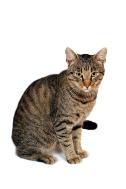 Domestic cat clipart