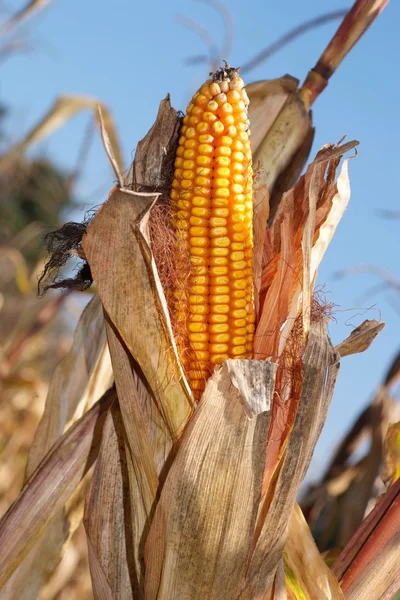 stock image Corn cob