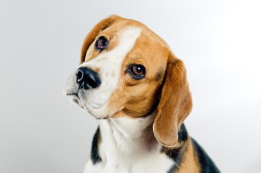 şirin beagle