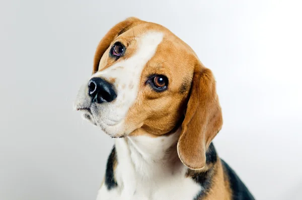 Schattig beagle — Stockfoto
