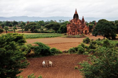 Bagan landscape with holy temples and field clipart