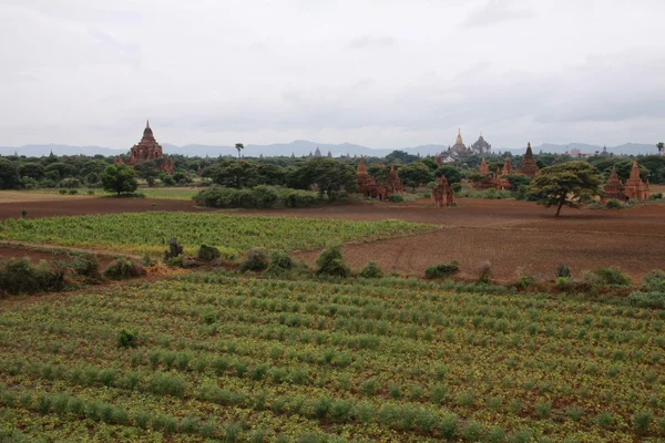 Bagan valley with holy temples — Stock Photo, Image