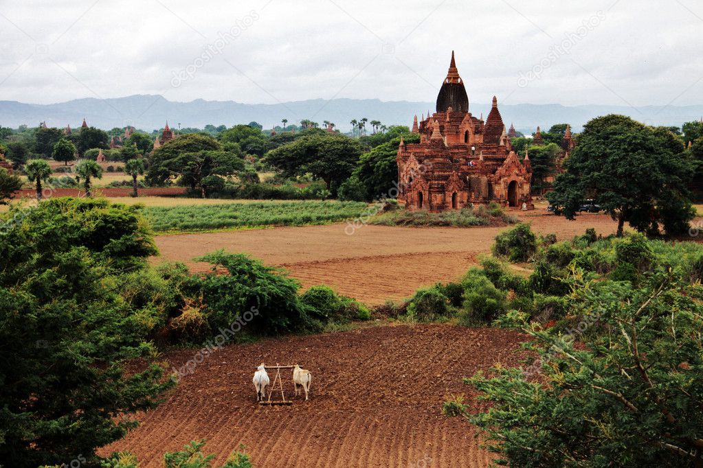 Bagan landscape with holy temples and field