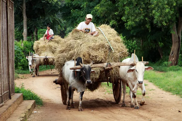 Zemědělci s jejich vozík v Myanmaru — Stock fotografie