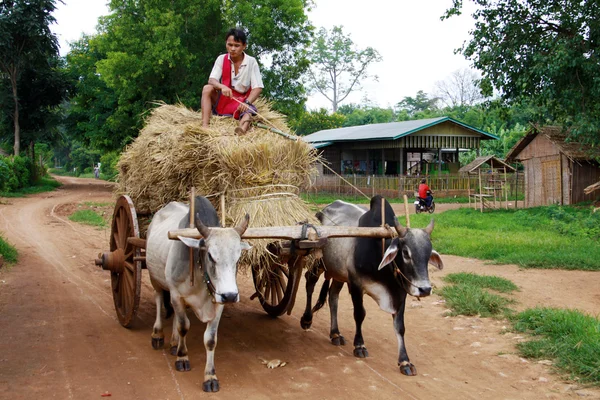 Farmář chlapec svým vozíkem v Myanmaru — Stock fotografie