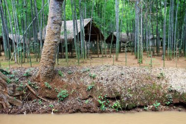 Bambu yığınları ile Myanmar tropikal orman