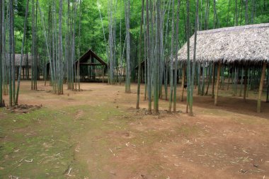 Bambu yığınları ile Myanmar tropikal orman