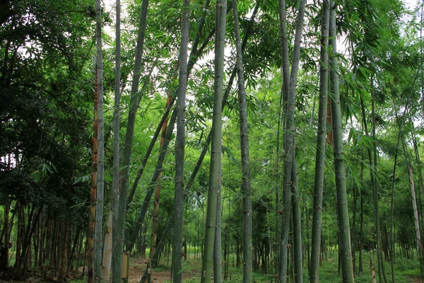 stock image Tropical forest in Myanmar