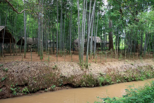 Forêt tropicale au Myanmar avec des tas de bambous — Photo