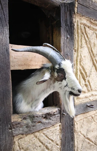 Geit in de stal — Stockfoto