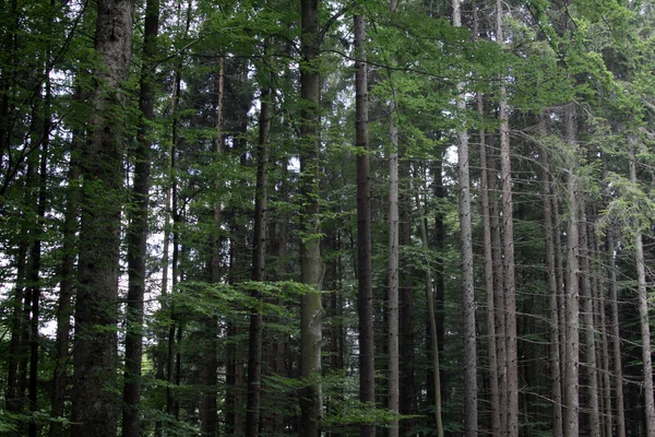 stock image Black Forest nature