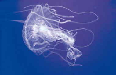 Floating jellyfish clipart