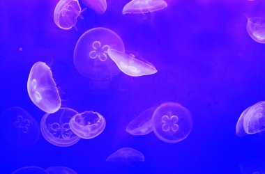 birçok jellyfishes