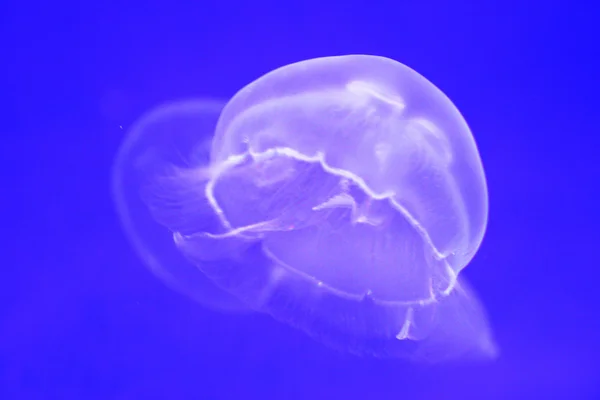 stock image Jellyfish