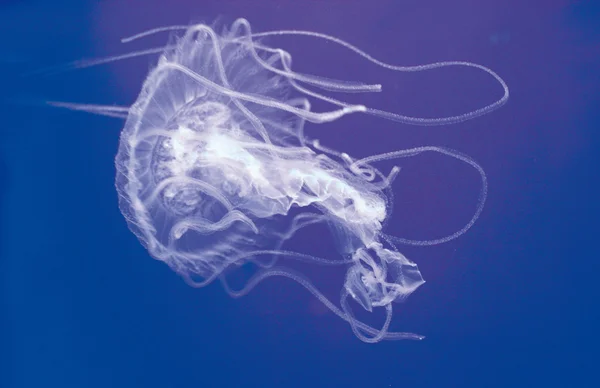 stock image Floating jellyfish