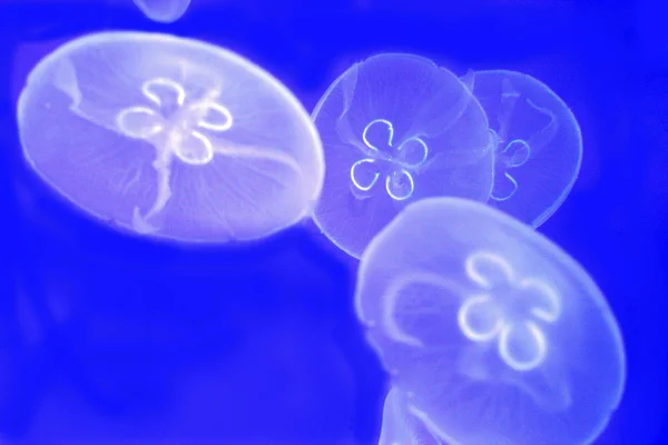 Jellyfishes — Stock fotografie
