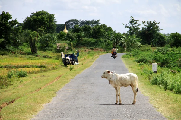 Barmský krajina s krávou na silnici — Stock fotografie