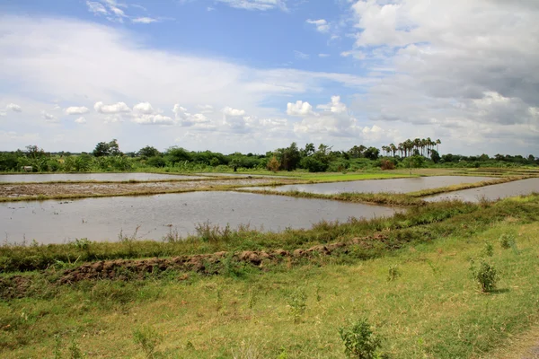 Krajina s rýží neloupanou oblasti v Myanmaru — Stock fotografie