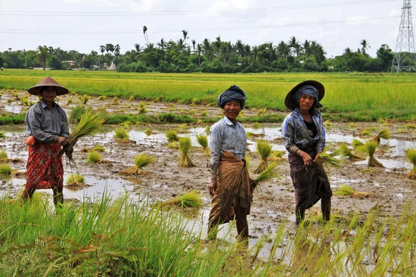 Three Myanmar woman working in a rice paddy filed — Stock Photo, Image