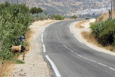 Moroccan road with hidden donkey clipart