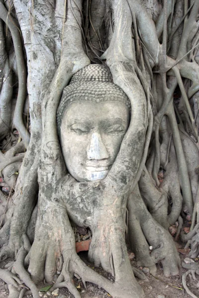 Buddha ansikte huggen i trädets rötter, ayuttaya, thailand — Stockfoto