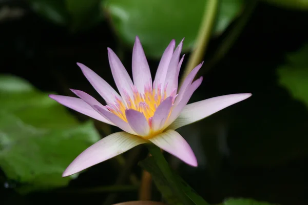 Lotusblomma i en vas — Stockfoto