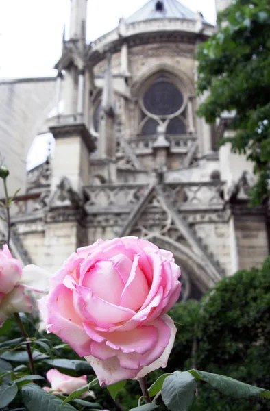 Rose en el jardín de la iglesia de Notre-Dame —  Fotos de Stock
