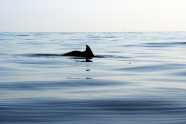 Whaleshark