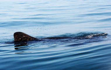 Whaleshark'ın fin Meksika