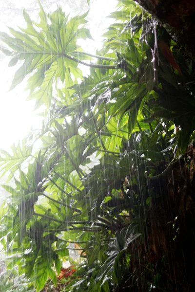 Feuilles tropicales avec pluie — Photo