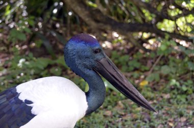 Jabiru