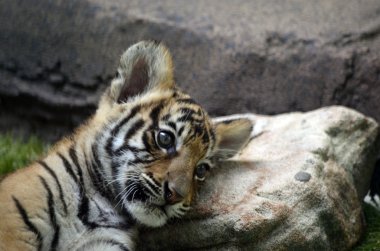 Tiger cub clipart