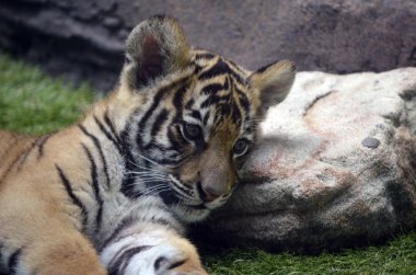 Tiger cub clipart