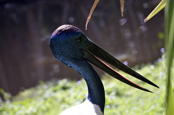 Blue necked stork — Stock Photo, Image