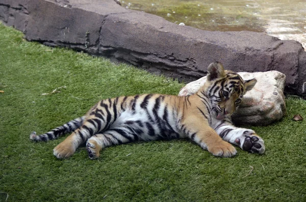 stock image Tiger cub