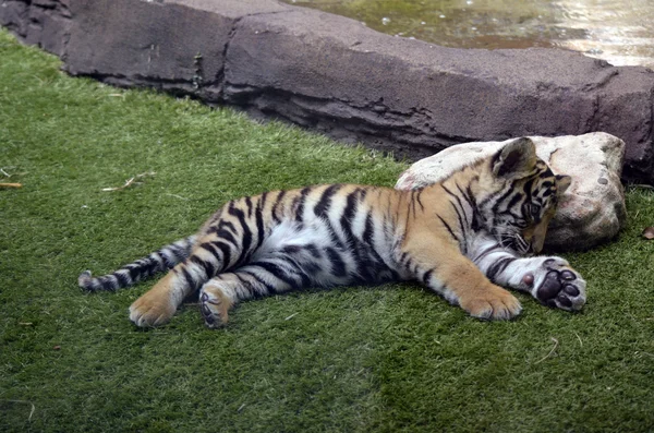 stock image Tiger cub