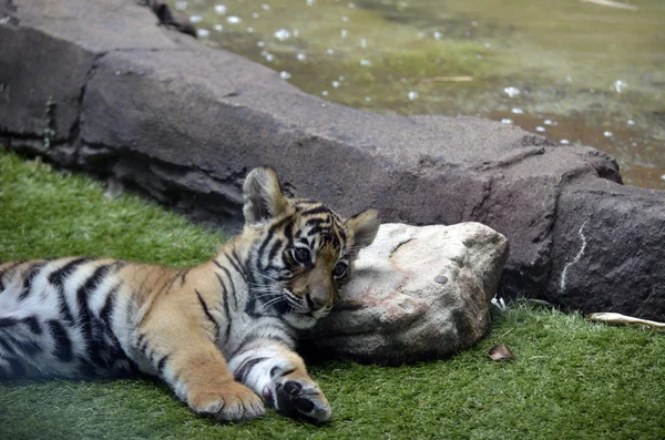 stock image Tiger cub