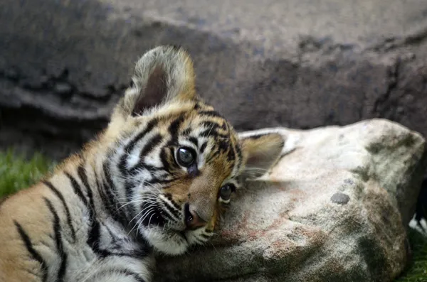 Petit tigre — Photo