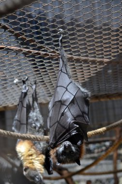 Bats Hanging clipart