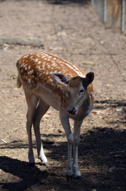 Deer with spots