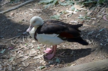 Radjah Shelduck