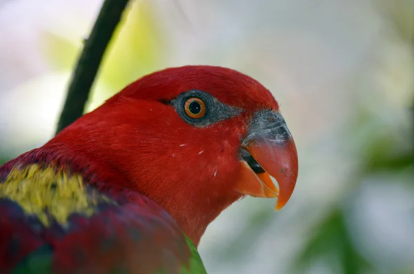 Chattering lory — Stock Photo, Image