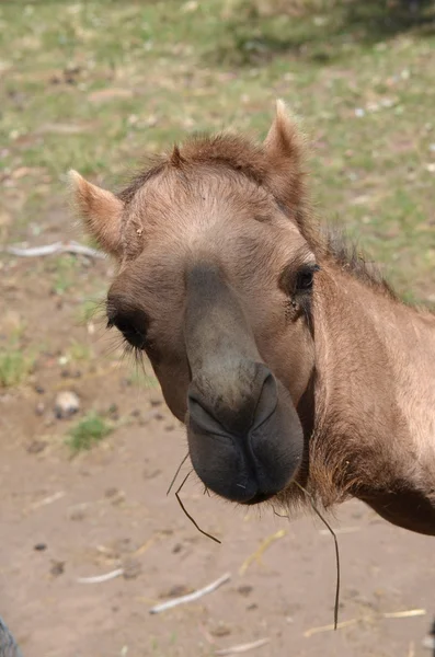Camel de perto — Fotografia de Stock